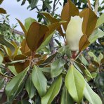 Magnólia veľkokvetá (Magnolia grandiflora) ´GALLISONIENSIS´ - výška 250-270 cm, kont. C25L, obvod kmeňa 6/8 cm - NA KMIENKU